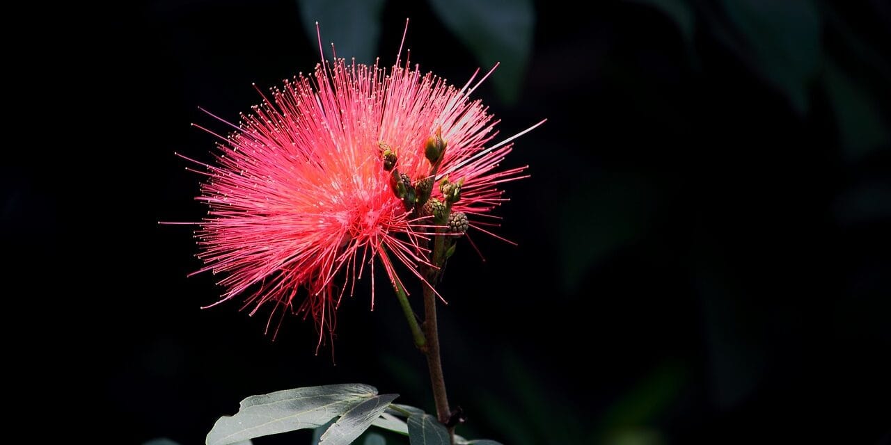 Albizia rouge : tout savoir sur cette magnifique fleur !