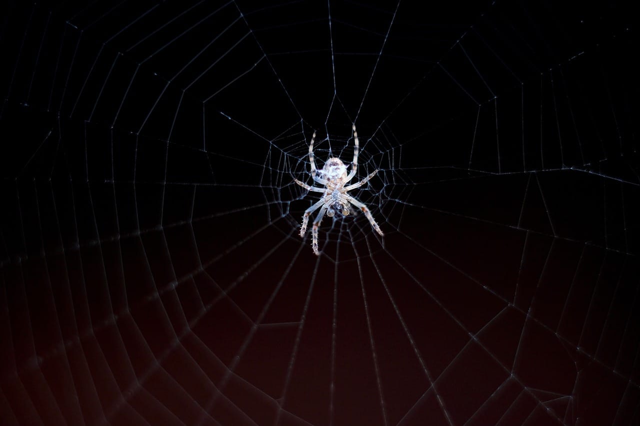 🕷️ Araignée blanche tout savoir sur ses caractéristiques et habitat — free download
