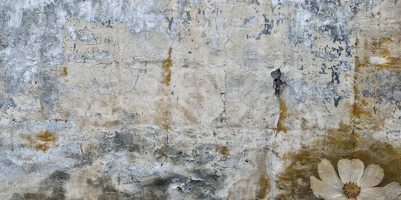 Les champignons sur les murs de ma maison&nbsp;: comment s’en débarrasser&nbsp;?