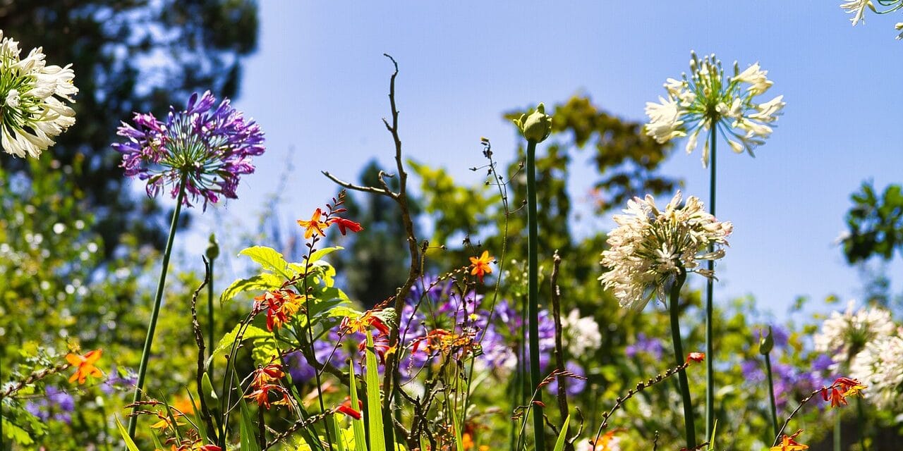 Les différents types d’agapanthe rouge et comment les cultiver efficacement