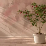 Comment réussir la culture d’un framboisier en pot sur balcon ou terrasse