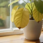 Plantes d’intérieur qui jaunissent&nbsp;: diagnostic en 30 secondes