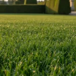 Comment choisir son gazon&nbsp;: le comparatif par terrain